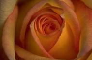 rosa2
